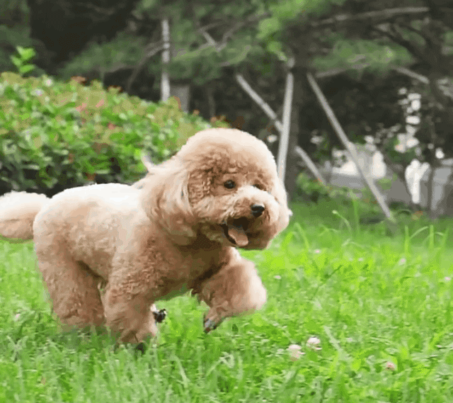 1.gif